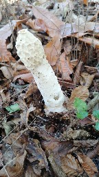 Phallus impudicus