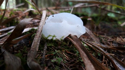 Pseudohydnum gelatinosum