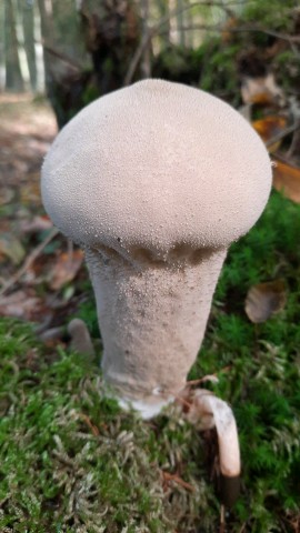 Lycoperdon excipuliforme