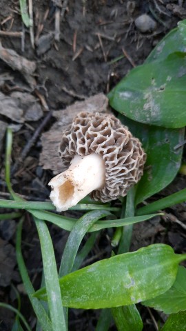 Morchella esculenta