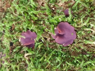 Ascocoryne sarcoides