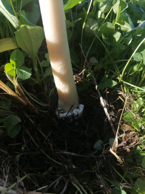 Volvopluteus gloiocephalus