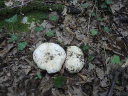 Russula delica