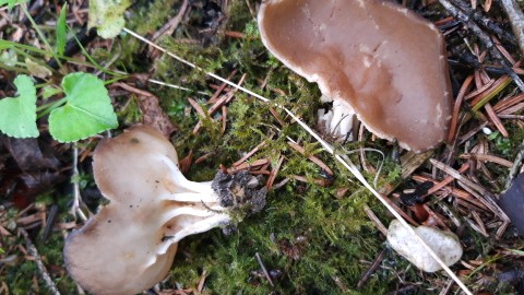 Helvella acetabulum