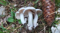 Leucocybe connata