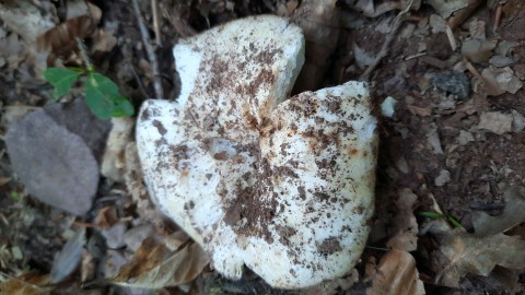 Russula delica