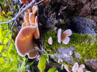 Lentinus strigosus