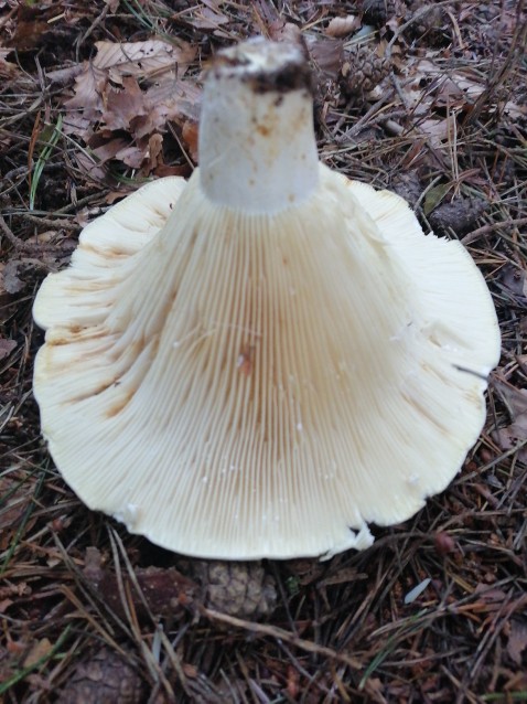 Lactifluus vellereus