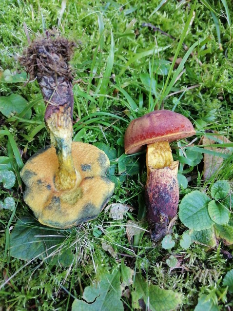 Suillellus queletii
