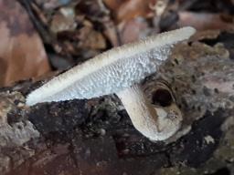 Lentinus arcularius