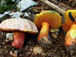 Rubroboletus rhodoxanthus