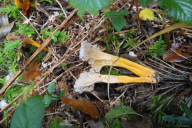 Craterellus lutescens