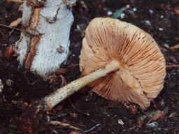 Pluteus pouzarianus