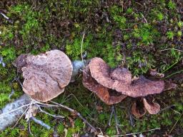 Thelephora terrestris