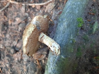 Suillus viscidus