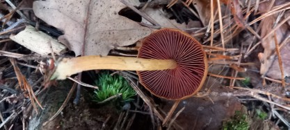 Cortinarius semisanguineus