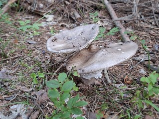 Amanita excelsa