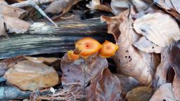 Hygrocybe miniata