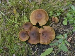 Cortinarius cinnamomeus