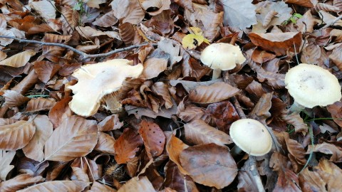 Cortinarius caperatus