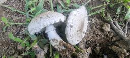 Leucoagaricus barssii