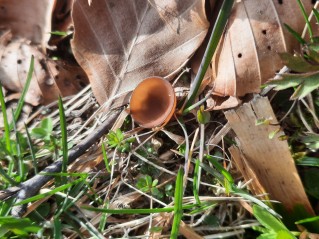 Dumontinia tuberosa