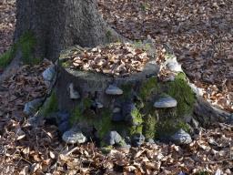 Fomes fomentarius