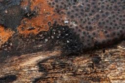 Hypomontagnella submonticulosa