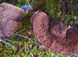 Thelephora terrestris