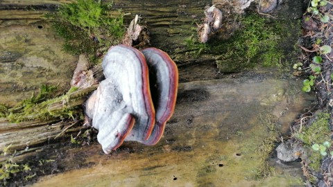 Fomitopsis pinicola