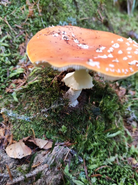 Amanita muscaria