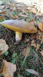 Suillus granulatus