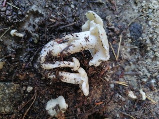 Leucocybe connata