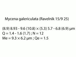 Mycena galericulata