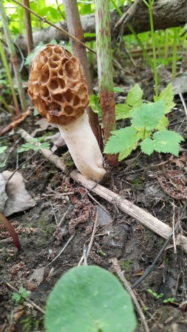 Morchella esculenta