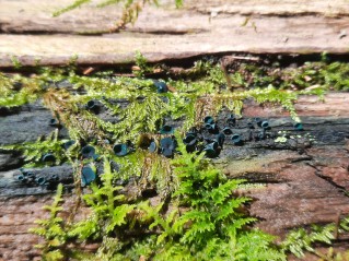 Chlorociboria aeruginascens