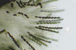 Hypoxylon petriniae
