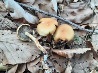 Hypholoma fasciculare