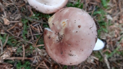 Russula vesca