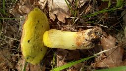 Butyriboletus fechtneri