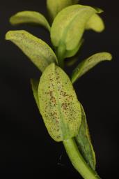 Uromyces tuberculatus