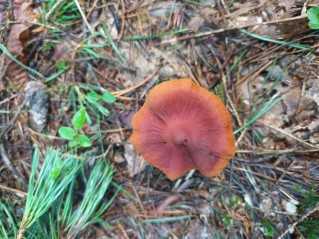 Cortinarius rubellus