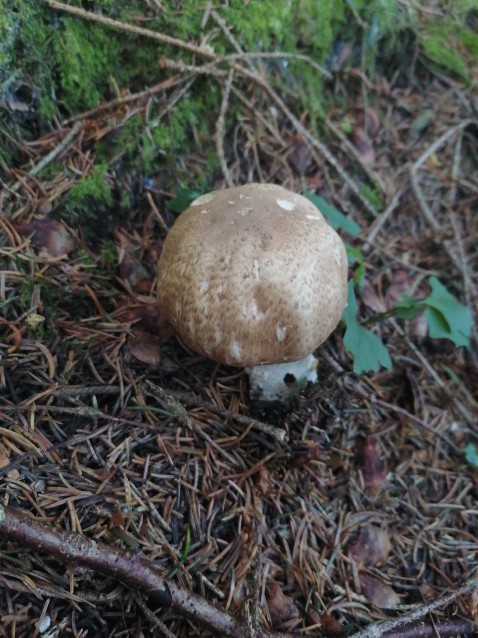 Agaricus augustus