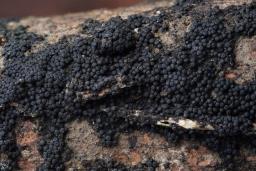 Tympanopsis confertula