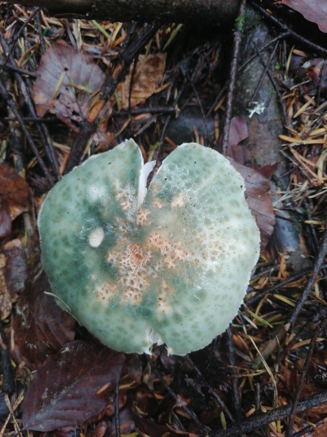 Russula virescens