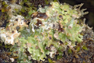 Cladonia pocillum