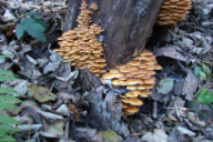 Flammulina velutipes