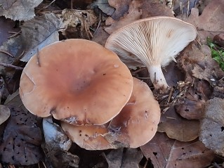 Paralepista flaccida