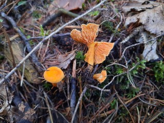 Hygrophoropsis aurantiaca