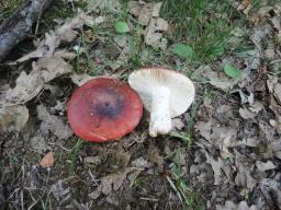 Russula melliolens